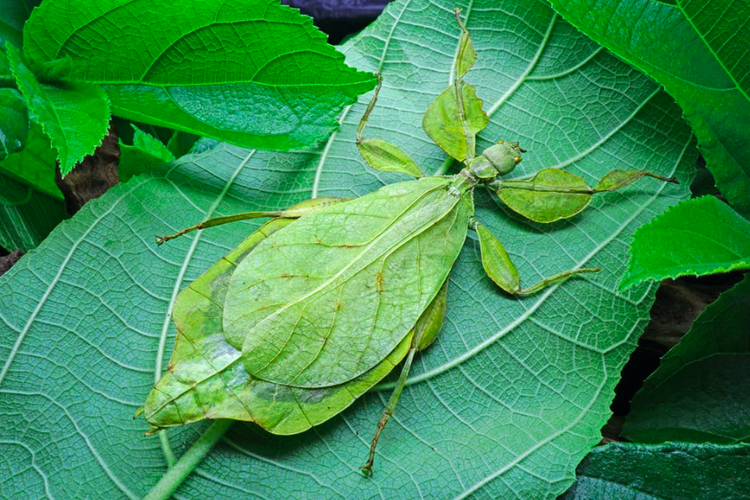 Ilustrasi serangga atau belalang daun
