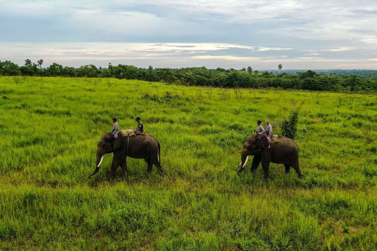 Mahout dari Camp ERU (Elephant Respons Unit) Tegal Yoso saat melakukan patroli gajah liar di Taman Nasional Way Kambas, Lampung Timur, Senin (4/1/2021). Total ada 8 gajah, 5 dewasa yang berpatroli di sekitaran Camp Tegal Yoso. Mereka mempunyai kewajiban untuk mencegah risiko konflik berbahaya antara manusia dan gajah liar di Taman Nasional Way Kambas.