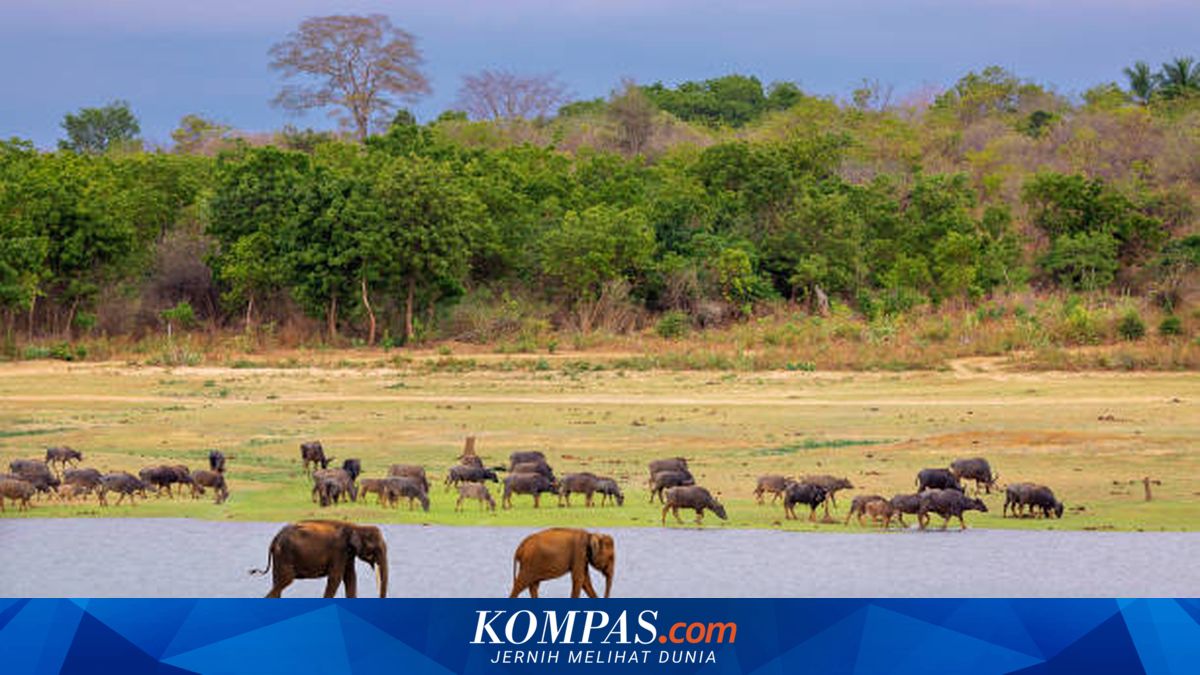 Apa Itu Ekosistem Terestrial? Berikut Pengertian dan Contohnya