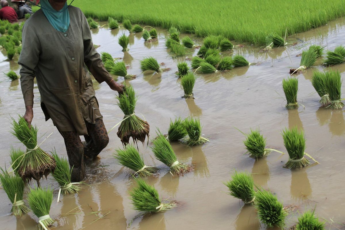 Petani mengangkat bibit padi usai dicabut dari menyemaian di areal persawahan Palangga Selatan, Kabupaten Konawe Selatan, Sulawesi Tenggara, Kamis (30/6/2022). Petani di daerah itu masih mempertahankan metode menanam padi dengan sistem tanam batang padi sebab lebih menguntungkan untuk mendapatkan panen melimbah ketimbang dengan sistem tanam benih langsung. ANTARA FOTO/Jojon/hp. 