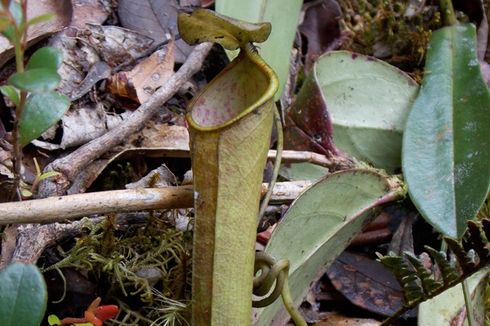 Nepenthes Putaiguneung Spesies Baru Tanaman Karnivora Endemik Sumatera
