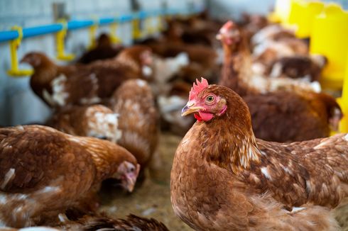 Peluang Usaha yang Menggiurkan, Simak Tips Bisnis Ayam Petelur Berikut Ini