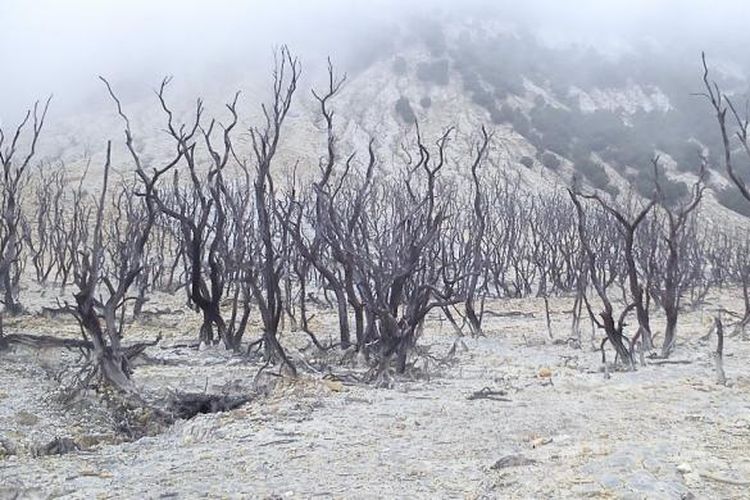 Hutan mati yang dipenuhi kabut, Gunung Papandayan, Jawa Barat