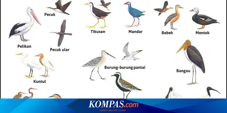 Inilah 20 Kelompok Burung Air Yang Menjadi Sasaran Sensus