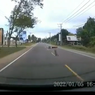 Menghindari Hewan Ternak di Jalan Raya, Pengendara Motor Terjatuh