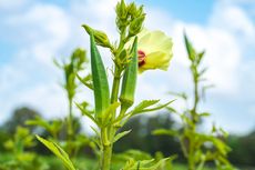 5 Tanaman Pendamping Terbaik untuk Okra, Bisa Tumbuh Subur Bersama