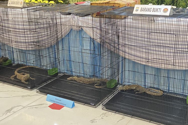 Polda Jatim Bongkar Sindikat Perdagangan Komodo ke Thailand, 20 Ekor Senilai Rp 565 Juta