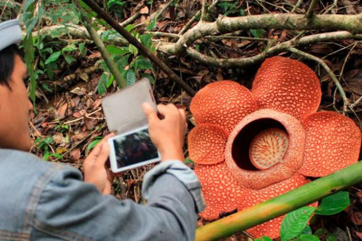 Kapan Waktu Terbaik Melihat Rafflesia Arnoldii?