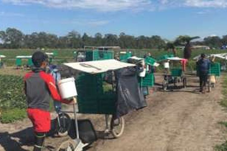 100 dari 120 pekerjaan di pertanian strawberry di Suncoast, Queensland dilakukan para 'backpacker' (24/08/2016). 
