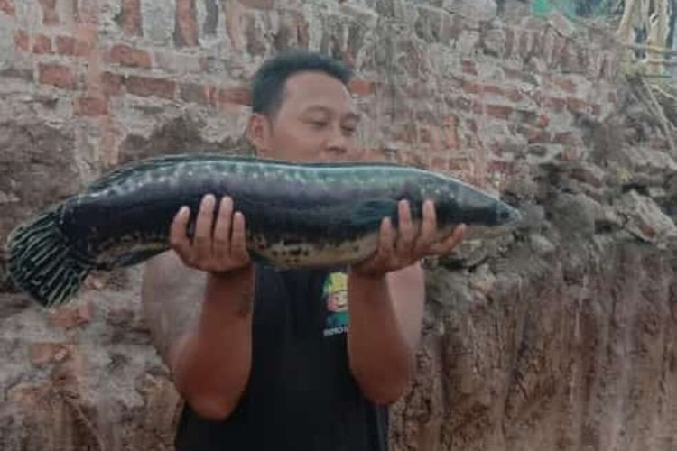 Ikan jenis toman yang ditemukan warga di sekitar terowongan kuno di Desa Sabrang Lor, Kecamatan Trucuk, Kabupaten Klaten, Jawa Tengah.