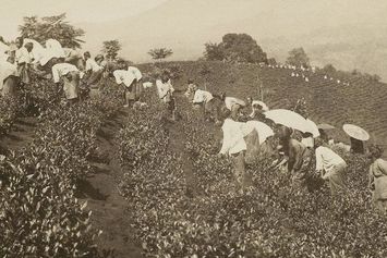 Kapan Tanam Paksa Dimulai? Ini Sejarah, Tujuan, dan Dampaknya bagi Indonesia