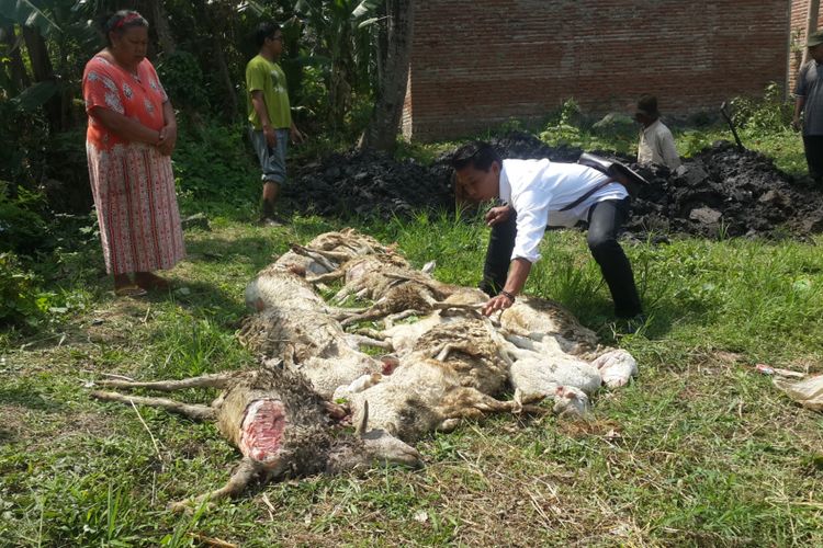 17 ekor kambing kibas mati di Desa Tegalgondo, Kecamatan Karangploso, Kabupaten Malang, Rabu (13/9/2017)