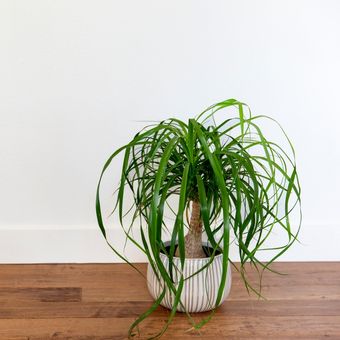 Ilustrasi tanaman hias ponytail palm.