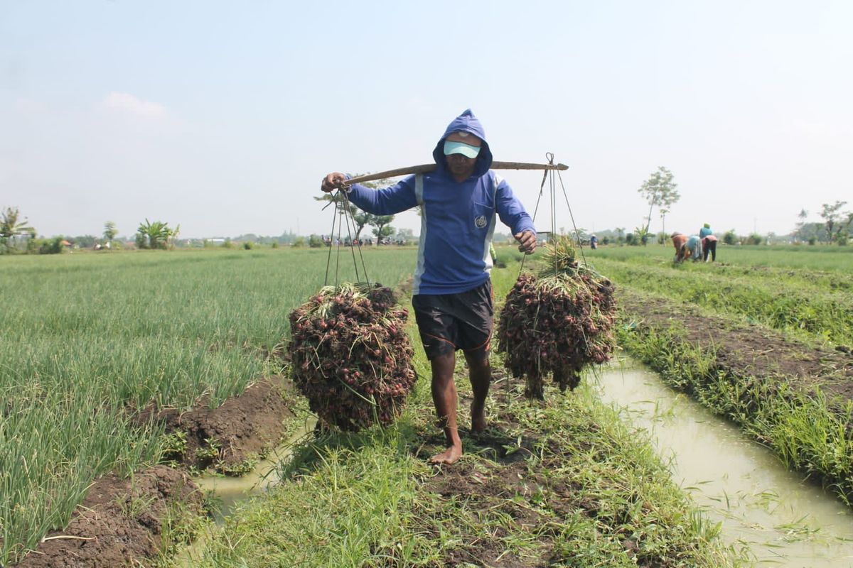 Indonesia disebut sebagai negara agraris karena sebagian besar penduduknya hidup di pedesaan dan menggantungkan hidup mereka pada pertanian.