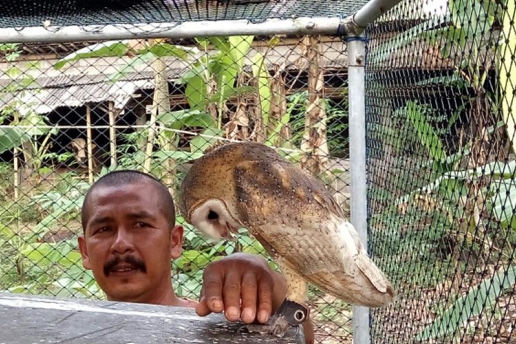 Bavit Margo Utomo, Ketua Kelompok Tani Margomulyo dusun Cancangan, Wukirsari, Cangkringan, Sleman saat melihat kondisi burung hantu yang berada di kandang perawatan