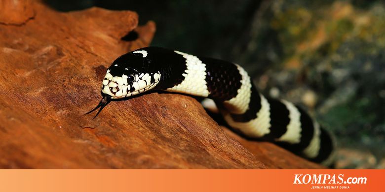 Cara Sederhana Mencegah Ular Masuk Rumah Halaman All