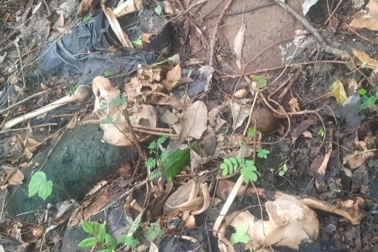 Foto: Tengkorak manusia ditemukan warga di kebun kemiri di Desa Lewoingu, Kecamatan Titehena, Kabupaten Flores Timur, Nusa Tenggara Timur (NTT).