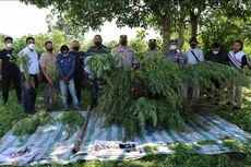 Polisi Tangkap 2 Pengedar Ganja di Tanah Karo, Punya 2 Ladang Ganja