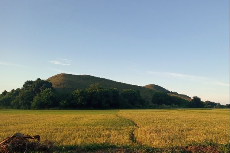 Foto: Pemandangan persawahan Kolisia, di Desa Kolisia B, Kecamatan Magepanda, Kabupaten Sikka, NTT di pagi hari.