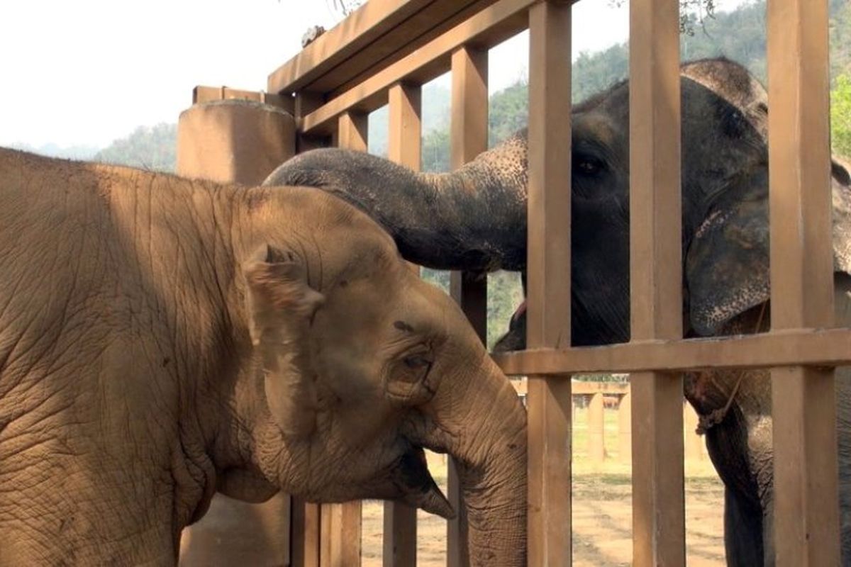 Gajah di Taman Alam di Chiang Mai menyambut Ploy Thong (kiri), gajah buta yang baru saja diselamatkan Yayasan Penyelamat Gajah.