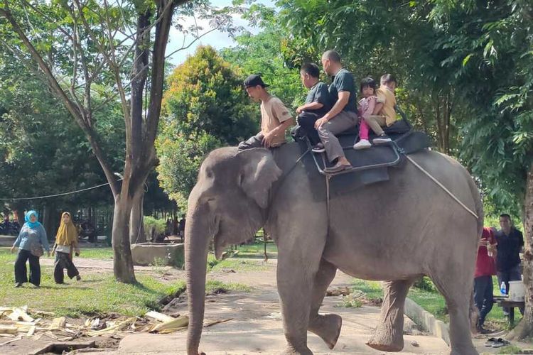 Wisata Gajah Tunggang Dilarang di Indonesia, Mengapa?
