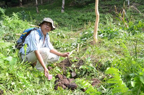 Kawanan Gajah Liar Rutin 'Sambangi' Kebun Karet di Dusun Damar Itam