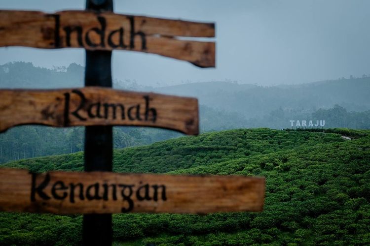 Kebun teh, salah satu daya tarik wisata di Desa Wisata Taraju, Tasikmalaya, Jawa Barat, Kamis (6/4/2023).