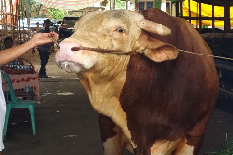 Presiden Prabowo Kurban 18 Ekor Sapi di Sumsel, Ada Arjuna dan Panda