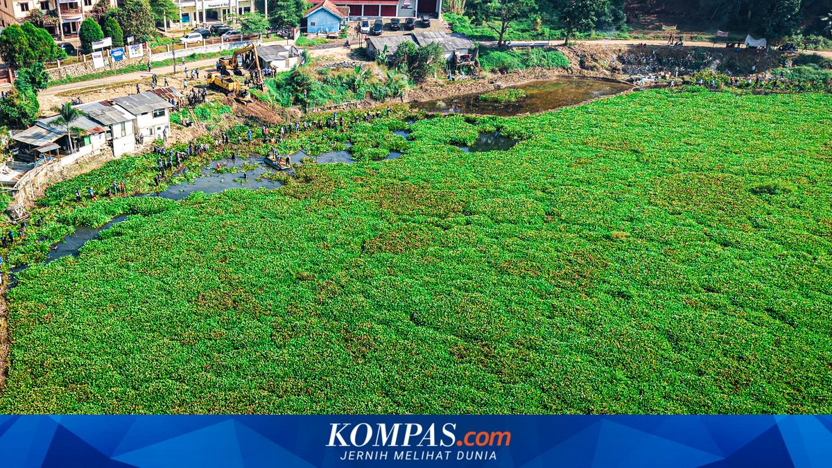 Eceng Gondok Waduk Saguling Picu Ledakan Nyamuk, Dua Desa Jadi Prioritas Pembersihan