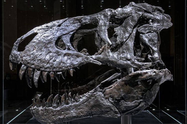 Ilustrasi fosil rahang T-rex Tristan Otto yang didiagnosis peneliti memiliki infeksi tulang.