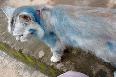 Foto Viral Bulu Kucing Berwarna Biru, Diduga akibat Cat Rambut