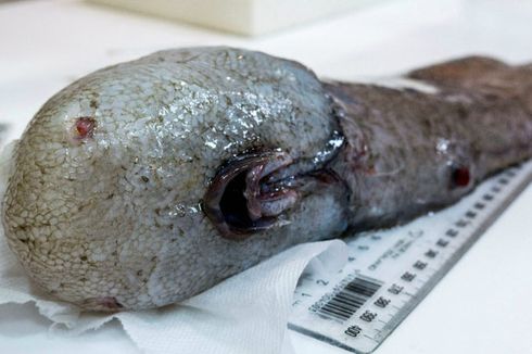 Hilang Selama 150 Tahun, Ikan Tanpa Wajah Ditemukan Kembali