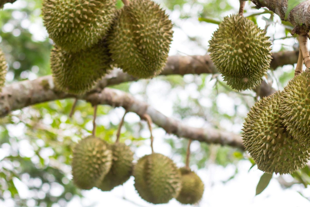 Ilustrasi tanaman durian, pohon durian. 