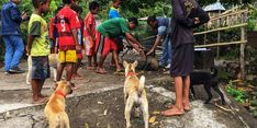 Kementerian Pertanian Kendalikan Penyakit Rabies di NTT