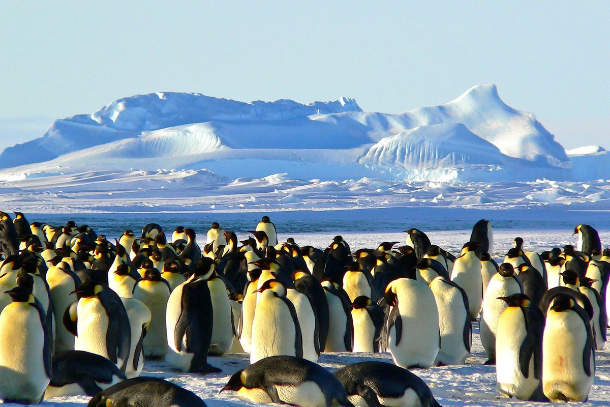 Penguin adalah hewan yang hidup di habitat kutub yang dingin.