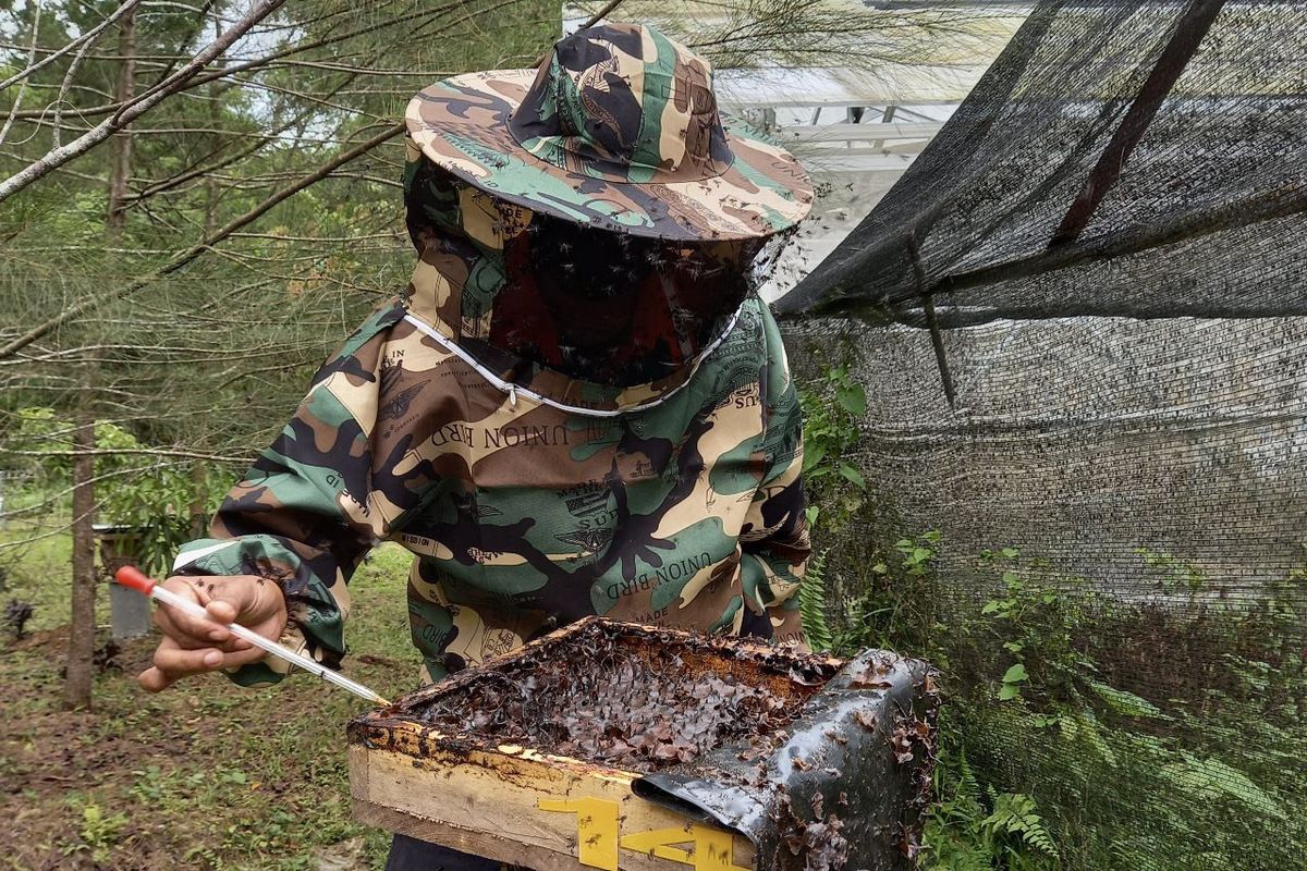 Karyawan PT Semen Baturaja Tbk melakukan proses panen madu trigona, di area green house lahan reklamasi pascatambang Pabrik Baturaja, Desa Pusar, Kecamatan Baturaja Barat, Ogan Komering Ulu, Sumatra Selatan.