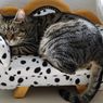 Mengapa Kucing Alami Kedutan atau Kejang Saat Tidur?