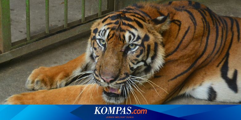harga tiket zoo negara 2019