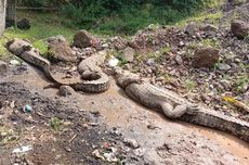 Kondisi Terkini Buaya Muara yang Dievakuasi di Cianjur dan Sukabumi