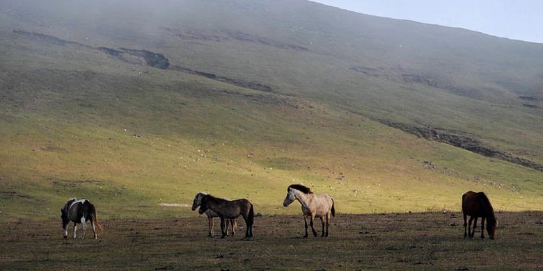 Padang Sabana Fulan Fehan, Atambua, NTT.