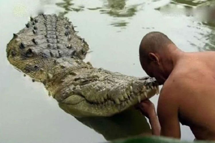 Babiya, seekor buaya rawa di Kuil Sri Ananthapadmanabha, Negara Bagian Kerala, India. Dia menjadi viral setelah lebih dari 70 tahun dia menjadi vegetarian dan hanya mengonsumsi nasi.