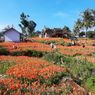 Kebun Bunga Amarilis di Gunungkidul Masih Tutup untuk Turis