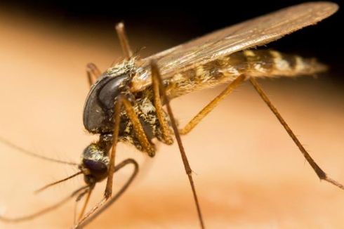 Pemasangan Kelambu dan Penyemprotan Jadi Andalan Cegah Malaria