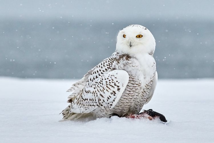 Ilustrasi burung hantu putih snowy owl. 