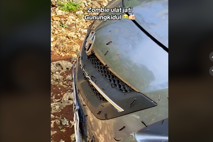 Viral, Video Serangan Ulat Jati Menyerbu Gunungkidul, Apa Penyebabnya?