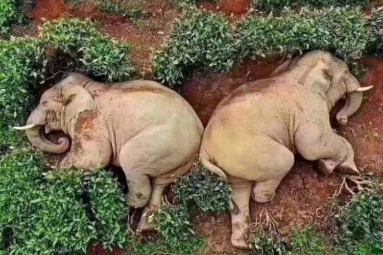 Dua ekor gajah yang mabuk setelah minum anggur jagung ditemukan pingsan di kebun teh di provinsi Yunnan, China saat warga setempat sedang mengisolasi diri (lockdown). 