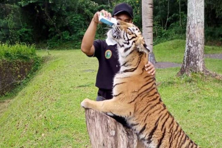 Seorang keeper saat merawat seekor satwa koleksi Taman Safari Prigen