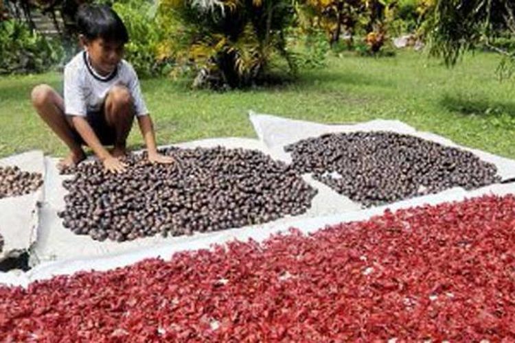 Anak-anak membantu menjemur buah dan kulit buah pala hasil panen di Pulau Banda Besar, Kabupaten Maluku Tengah, Maluku, Kamis (13/6/2013). Pala menjadi komoditas andalan warga Kepulauan Banda hingga menarik bangsa-bangsa Eropa.