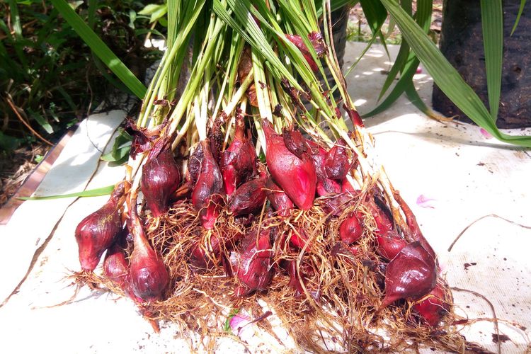 Ilustrasi bawang dayak