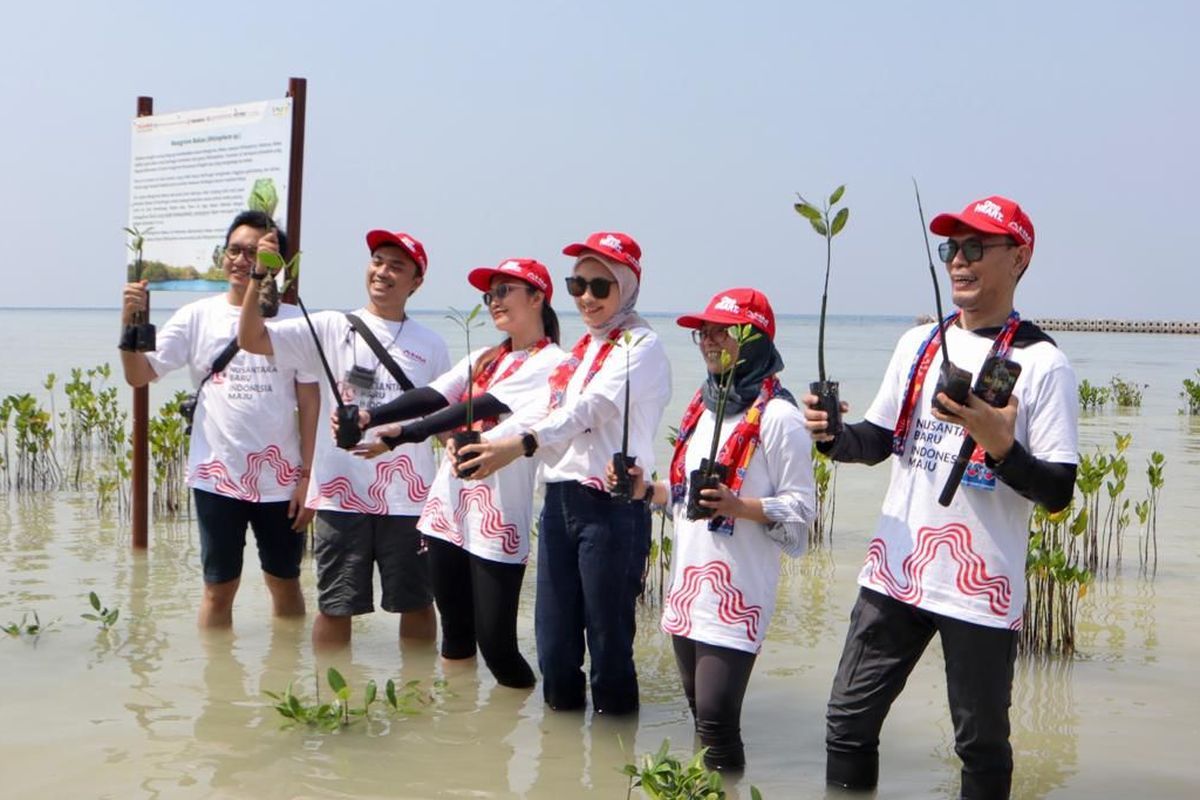 Aksi penanaman Bakau oleh AHM di Pulau Pramuka